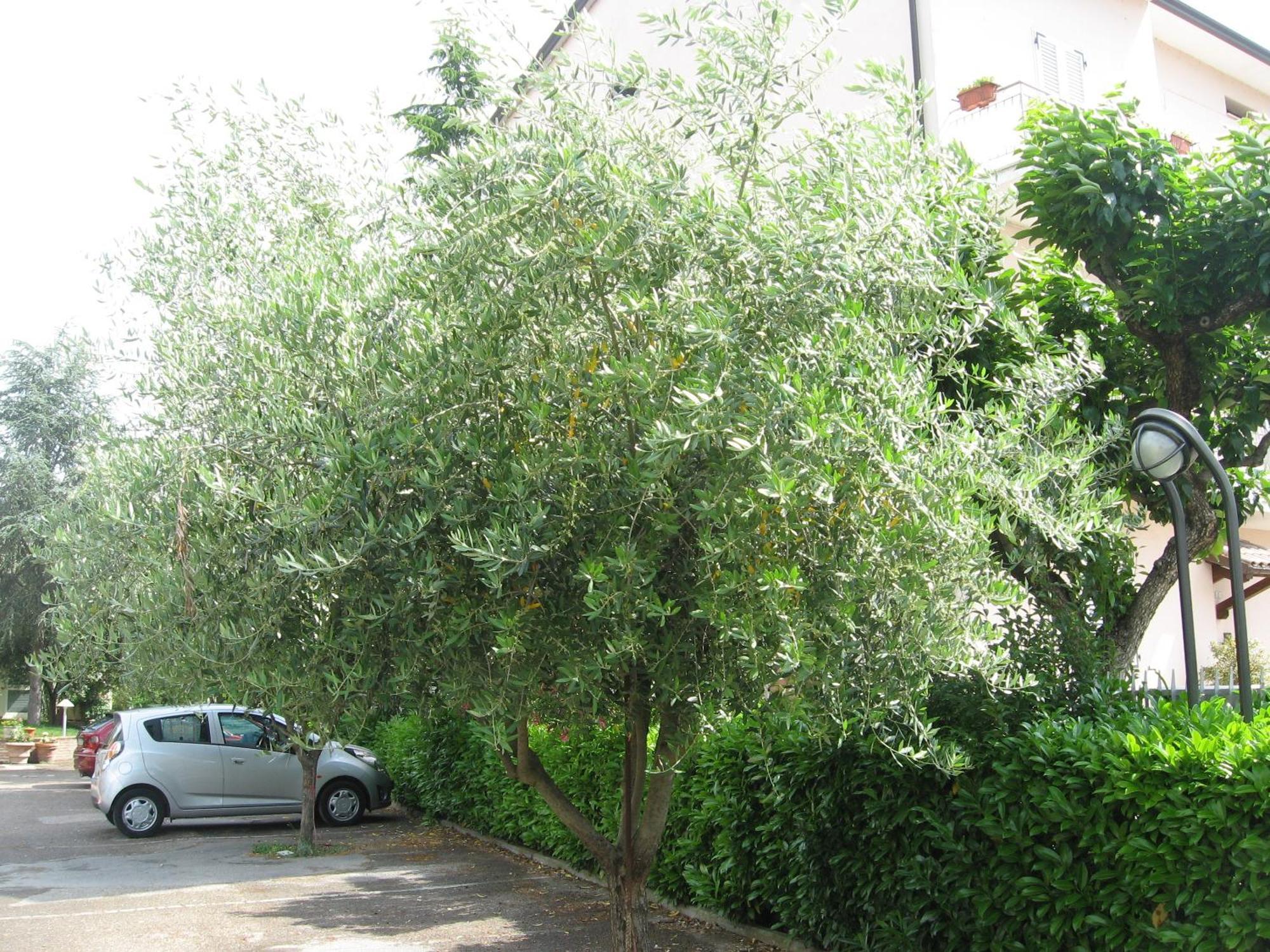 אסיסי Campiglione Hotel מראה חיצוני תמונה